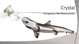  Presentation with hunting - PPT theme featuring pursue - blacktip reef shark hunting background and a cream colored foreground