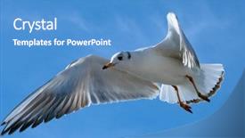  Presentation with seagull - Cool new presentation theme with pursue - close-up of seagull flying backdrop and a teal colored foreground