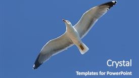  Presentation with blue sky - PPT theme enhanced with pursue - close-up of seagull flying background and a ocean colored foreground
