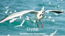  Presentation with seagull - Audience pleasing presentation consisting of pursue - close-up of seagull flying backdrop and a teal colored foreground
