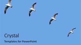  Presentation with seagull - Slides enhanced with pursue - group of seagull birds following background and a  colored foreground