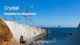  Presentation with seashore - Theme enhanced with pursue - man feeding seagulls background and a teal colored foreground