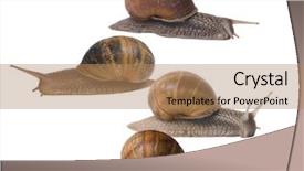  Presentation with snail - Audience pleasing slide deck consisting of pursue - one snail taking a different backdrop and a coral colored foreground