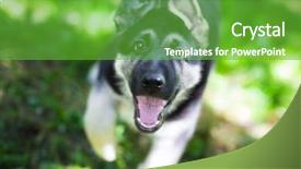  Presentation with motion - Presentation with pursue - playful puppy runing blurred motion background and a shamrock green colored foreground