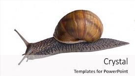  Presentation with racing diversity race ethnicity - Beautiful presentation design featuring pursue - snail in a race sorta backdrop and a  colored foreground