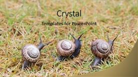  Presentation with snail - Cool new slides with pursue - snail race between three snails backdrop and a coral colored foreground