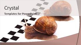  Presentation with racing - PPT theme enhanced with pursue - snails racing background and a light gray colored foreground