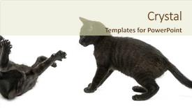  Presentation with old photographs black and white - Audience pleasing PPT theme consisting of pursue - two black kittens playing 2 backdrop and a soft green colored foreground