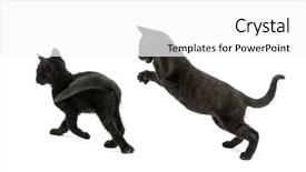  Presentation with black white - Beautiful slides featuring pursue - two black kittens playing 2 backdrop and a white colored foreground