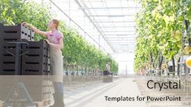  Presentation with pallet - Amazing PPT theme having pushing tomato crates on pallet backdrop and a soft green colored foreground