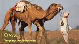 Presentation with rajasthan - Audience pleasing PPT theme consisting of pushkar-india-november-18-camels backdrop and a tawny brown colored foreground
