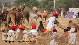  Presentation with livestock - Cool new presentation design with pushkar-india-november-20-2012 backdrop and a coral colored foreground