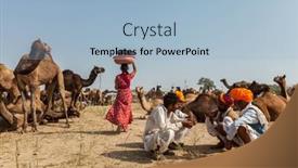  Presentation with livestock - Presentation theme with pushkar-india-november-20-2012 background and a light blue colored foreground