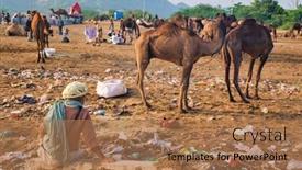  Presentation with livestock - Presentation theme having pushkar-india-november-21-2012 background and a coral colored foreground