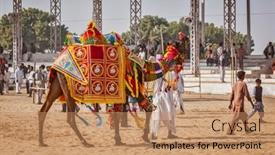  Presentation with livestock - Beautiful PPT theme featuring pushkar-india-november-22-2012 backdrop and a coral colored foreground