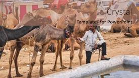  Presentation with livestock - Slide deck with pushkar-india-november-6-2019 background and a coral colored foreground