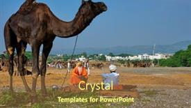  Presentation with livestock - PPT theme with pushkar-india-november-7-2019 background and a coral colored foreground