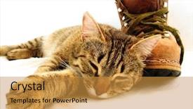  Presentation with cat - PPT theme enhanced with puss boots - brown cat and brown boot background and a gold colored foreground