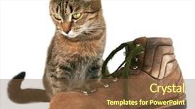  Presentation with cat - Slides having puss boots - cat and boot background and a tawny brown colored foreground