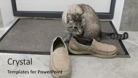  Presentation with shoes - PPT layouts enhanced with puss boots - domestic cat sniffs beige shoes background and a light gray colored foreground