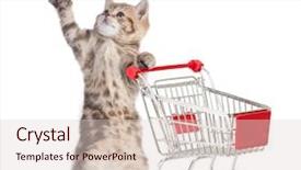  Presentation with cat - Colorful theme enhanced with pussy - cat with shopping cart isolated backdrop and a lemonade colored foreground