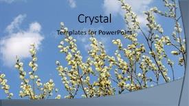  Presentation with bud - PPT layouts having pussy willow branches in blossom background and a light blue colored foreground