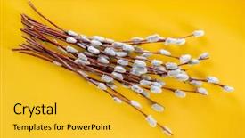  Presentation with teal and yellow - PPT layouts consisting of pussy-willow branches on yellow background and a  colored foreground