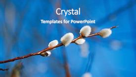  Presentation with blue floral - Audience pleasing slide deck consisting of pussy willow branches with blue backdrop and a teal colored foreground