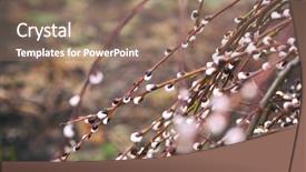  Presentation with waving palm branches - Beautiful PPT theme featuring pussy-willow branches with catkins backdrop and a coral colored foreground