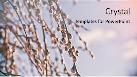  Presentation with waving palm branches - Amazing slide deck having pussy-willow branches with catkins backdrop and a light gray colored foreground