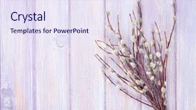  Presentation with lilac flowers bunch over wood - Amazing slide deck having pussy willow bunch over wooden backdrop and a sky blue colored foreground