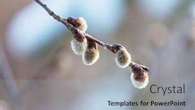  Presentation with easter season - Beautiful slide deck featuring pussy-willow-flowers backdrop and a light blue colored foreground
