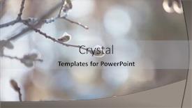  Presentation with easter season - Audience pleasing PPT layouts consisting of pussy-willow-flowers backdrop and a light gray colored foreground