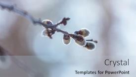  Presentation with easter season - Audience pleasing slide set consisting of pussy-willow-flowers backdrop and a light blue colored foreground