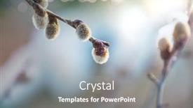  Presentation with easter season - Presentation featuring pussy-willow-flowers background and a gray colored foreground