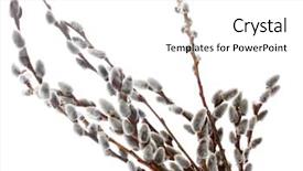  Presentation with brown sugar isolated on white - Slide set consisting of pussy-willow twigs isolated background and a white colored foreground