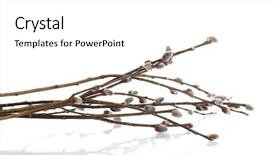  Presentation with spring - Colorful PPT theme enhanced with pussy willow twigs isolated backdrop and a white colored foreground