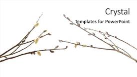  Presentation with 3d white - Beautiful presentation theme featuring pussy-willow twigs isolated backdrop and a white colored foreground