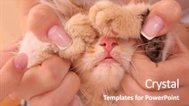  Presentation with hello kitty cute little kitten - PPT theme consisting of pusy - young kitten in hands background and a  colored foreground