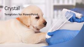  Presentation with veterinary - Audience pleasing presentation theme consisting of put bandage on cute labrador backdrop and a light gray colored foreground