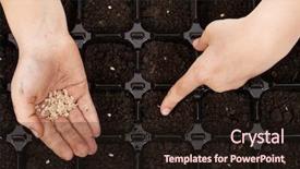  Presentation with tomato - Cool new slides with putting tomato seeds into fertile backdrop and a wine colored foreground