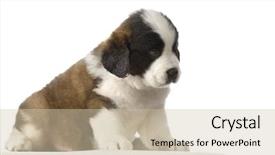  Presentation with saint - PPT theme featuring puupy saint bernard in front background and a soft green colored foreground