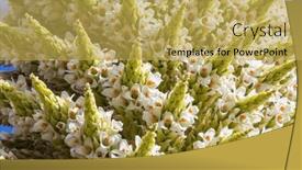  Presentation with plants - Slides enhanced with puya-raimondii-plants-high-up and a yellow colored foreground