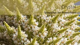  Presentation with plants - Slide set with puya-raimondii-plants-high-up and a yellow colored foreground