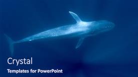  Presentation with whale - Slide deck featuring pygmy-blue-whale-swimming-underwater background and a dark gray colored foreground