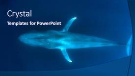  Presentation with whale - Cool new theme with pygmy-blue-whale-swimming-underwater backdrop and a navy blue colored foreground