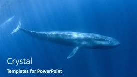  Presentation with whale - Slide deck enhanced with pygmy-blue-whale-underwater-migrating background and a dark gray colored foreground