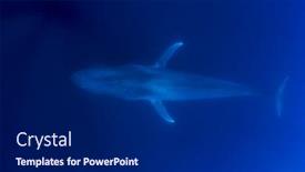  Presentation with whale - PPT layouts having pygmy-blue-whale-underwater-photo background and a dark gray colored foreground