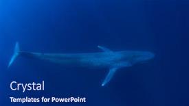  Presentation with whale - Audience pleasing slide deck consisting of pygmy-blue-whale-underwater-photo backdrop and a dark gray colored foreground