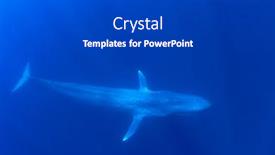  Presentation with whale - PPT theme featuring pygmy-blue-whale-underwater-photo background and a dark gray colored foreground